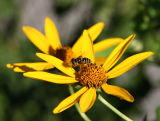 Yellow Jacket on Yellow Aster