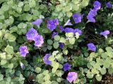 Petunias at NYU Sports Center Garden