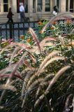 Grass & Milkweed at NYU Sports Center Garden