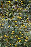 Blackeyed Susans