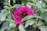 A Discreet Magenta Dahlia