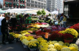 Mostly Chrysanthemums
