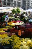 Mostly Chrysanthemums