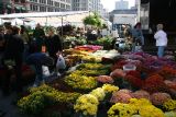 Mostly Chrysanthemums