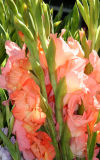 Gladiolus