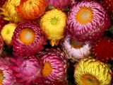 Straw Flowers