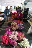 Mixed Flowers