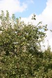 Apple Tree Top with Fruit