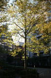 October Morning - Sycamore Tree