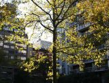 October Morning - Sycamore Tree