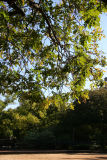 Bocce Ball Court & Golden Rain Tree Foliage