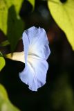 Ipomoea or Heavenly Blue Morning Glory