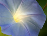 Ipomoea or Heavenly Blue Morning Glory