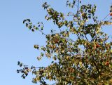 Hawthorne Tree Foliage & Berries
