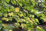 Cercis Tree Foliage