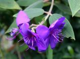 Tibouchina