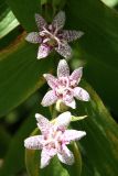 Toad Lily