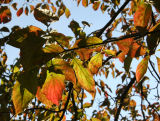 Dogwood Tree Foliage