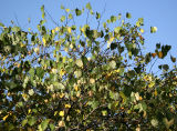 Cercis Tree Foliage