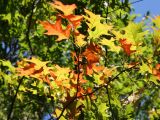 Oak Foliage  & Acorns - NYU Silver Towers Garden