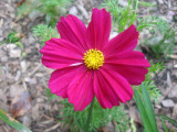 Coreopsis Blossom
