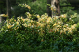 Honeysuckle Blossoms