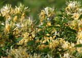 Honeysuckle Blossoms