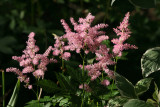 Astilbe - Golden Swan Garden