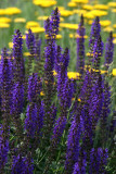Salvia & Yarrow