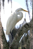 Great White Egret on Rainbow River