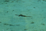 Cormorant Under Water - Rainbow Springs State Park