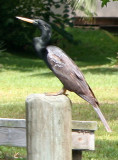 Cormorant - Rainbow River Boat Ride