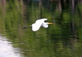 Egret - Rainbow River Boat Ride