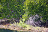 Aligator - Rainbow River Boat Ride