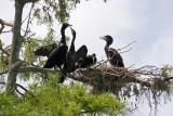 Cormorant Rookery - Rainbow River Boat Ride