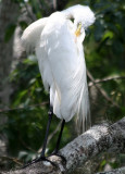 Egret - Rainbow River Boat Ride