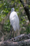 Egret - Rainbow River Boat Ride