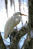 Egret - Rainbow River Boat Ride