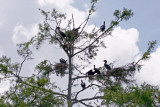 Cormorant Rookery - Rainbow River Boat Ride
