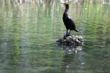 Cormorant - Rainbow River Boat Ride