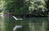 Egret - Rainbow River Boat Ride