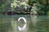 Egret - Rainbow River Boat Ride