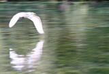 Egret - Rainbow River Boat Ride