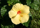 Hibiscus - Downtown