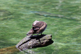 Wood Duck - Wildlife State Park