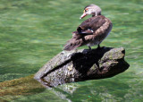 Wood Duck - Wildlife State Park