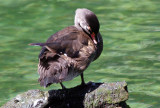 Wood Duck - Wildlife State Park