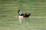 Wood Duck - Wildlife State Park