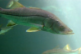 Fish Aquarium - Wildlife State Park