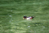 Wood Duck - Wildlife State Park